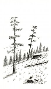 trees on a hillside