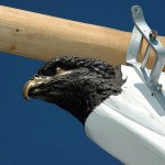photo of eagle head