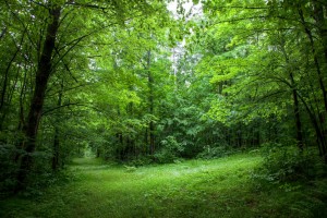 Photo of a forest land
