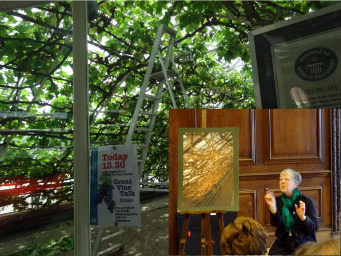 photo of the vine and of Gillian Cox offering a lecture